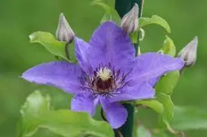 Bijou Clematis