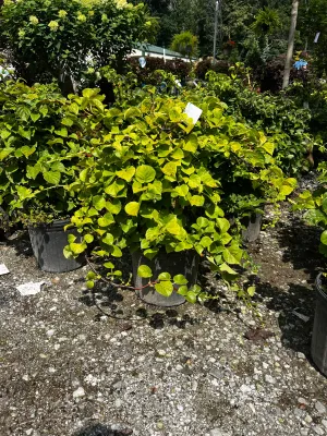 Climbing Hydrangea