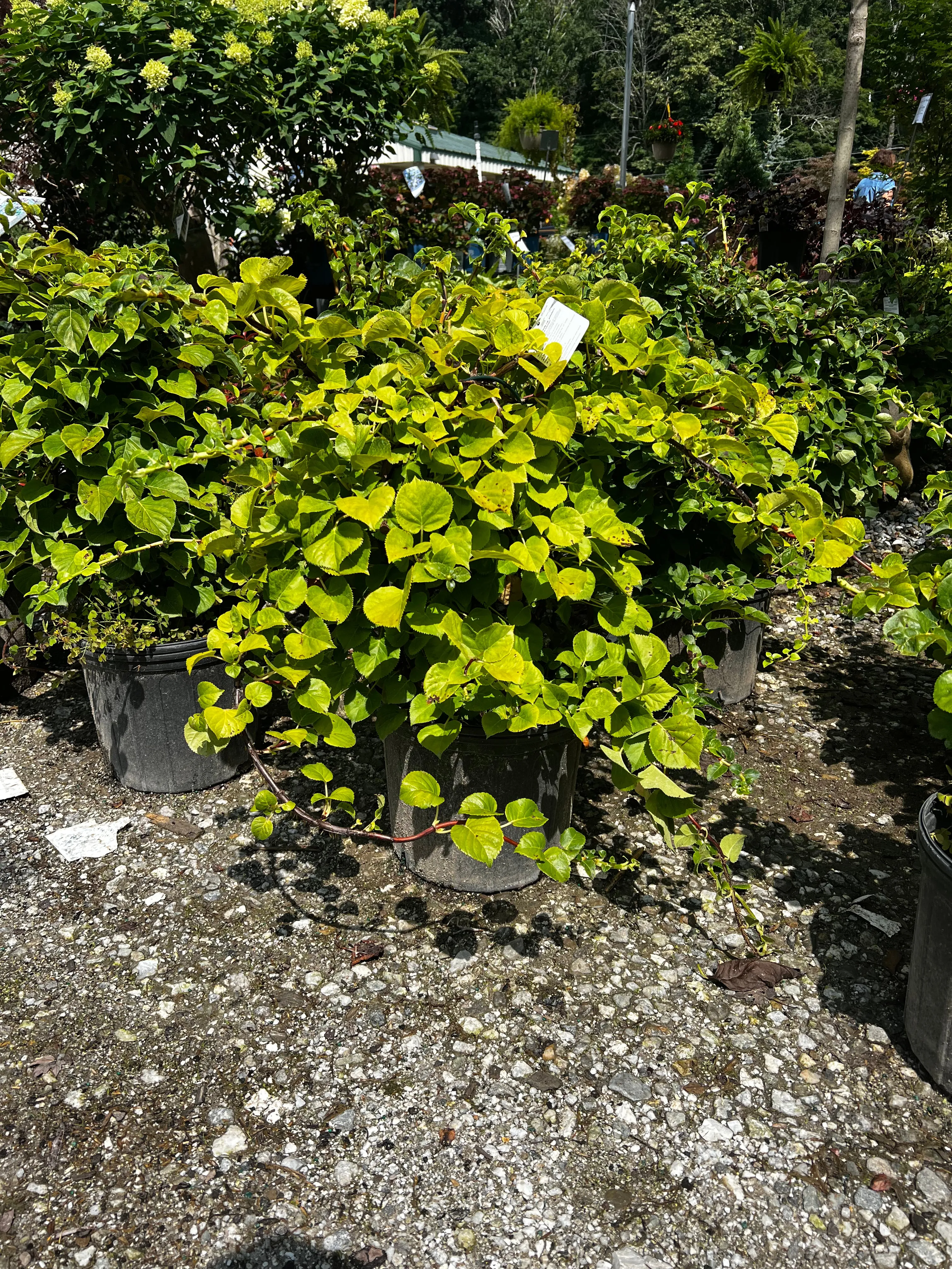 Climbing Hydrangea