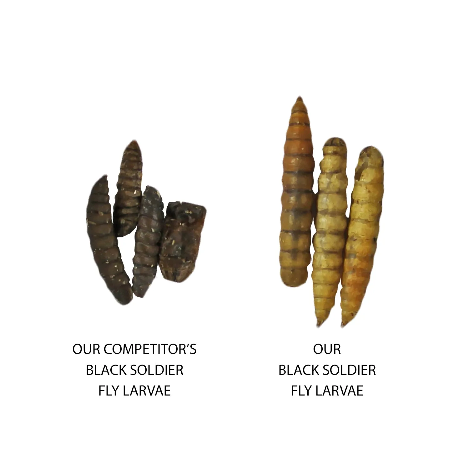 Dried Black Soldier Fly Larvae
