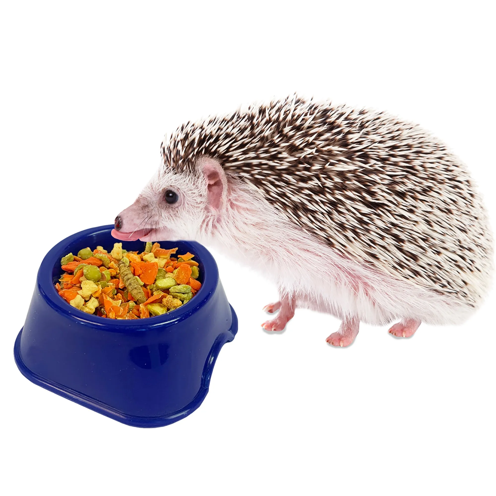 Hedgie Bugs & Veggie