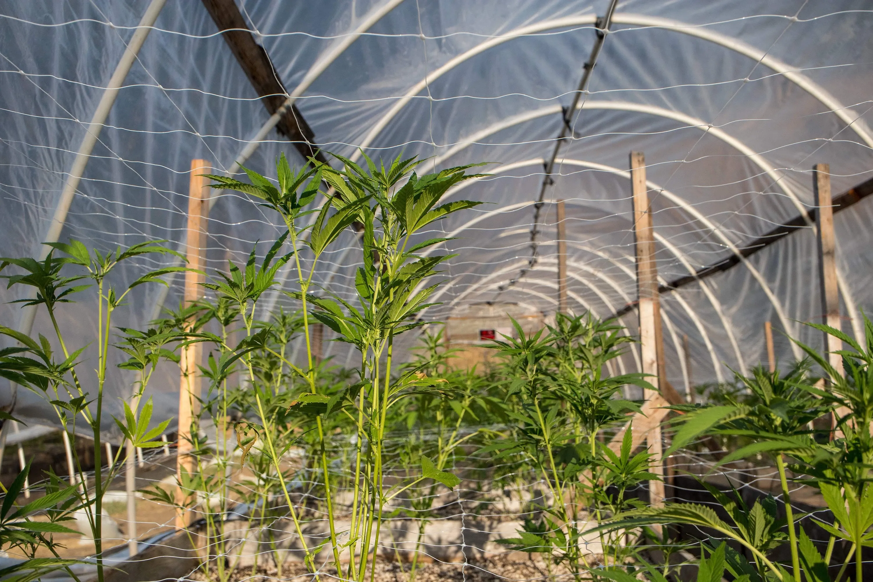 Trellis Netting